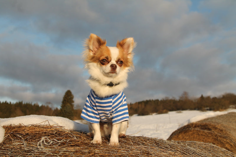 The Truth About Chihuahuas: Are They Dangerous?